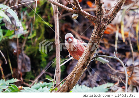 A cute red finch (Finchidae) eating in Kanagawa Prefecture, Japan. Photographed in winter 2024. 114535355