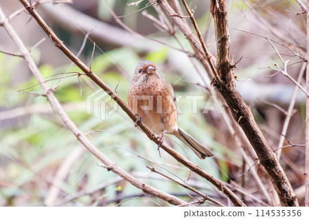 一隻可愛的蝸牛（Atriidae）正在吃東西。在日本神奈川縣。拍攝於 2024 年冬季。 114535356