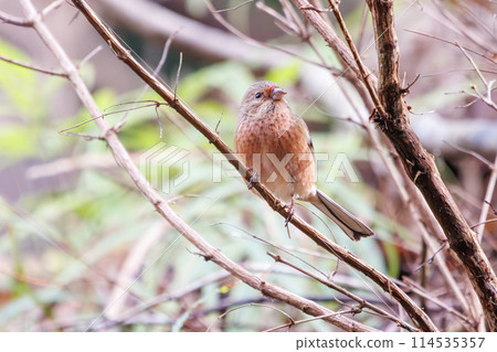 A cute red finch (Finchidae) eating in Kanagawa Prefecture, Japan. Photographed in winter 2024. 114535357