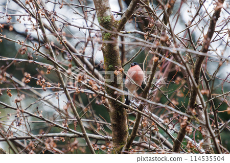 A cute red-breasted thrush (Finchidae) eating in Kanagawa Prefecture, Japan. Photographed in winter 2024. 114535504