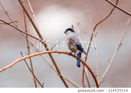 A cute red-breasted thrush (Finchidae) eating in Kanagawa Prefecture, Japan. Photographed in winter 2024. A cute red-breasted thrush (Finchidae) eating in Kanagawa Prefecture, Japan. Photographed in winter 2024. 114535514