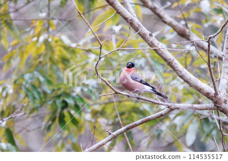 A cute red-breasted thrush (Finchidae) eating in Kanagawa Prefecture, Japan. Photographed in winter 2024. 114535517