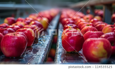Fresh apples on conveyor belt in industrial washing 114535525