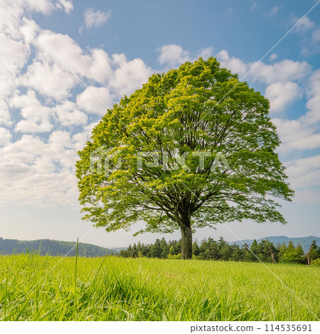 Image of a tree standing in a meadow - Stock Illustration [114535691 ...