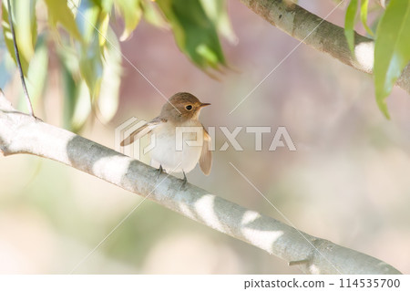 A cute Japanese bush warbler (Family: Flycatchers) with a flapping tail. Photographed in Saitama Prefecture, Japan, in winter 2023. 114535700
