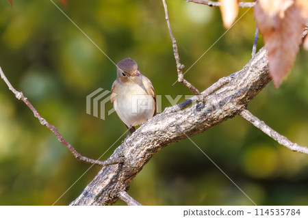 A Western Flycatcher (Family: Flycatchers) with a cute tail searching for food. Saitama Prefecture, Japan. Photographed in winter 2023. 114535784