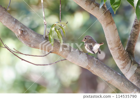 A Western Flycatcher (Family: Flycatchers) with a cute tail searching for food. Saitama Prefecture, Japan. Photographed in winter 2023. A Western Flycatcher (Family: Flycatchers) with a cute tail searching for food. Saitama Prefecture, Japan. Photographed in winter 2023. 114535790