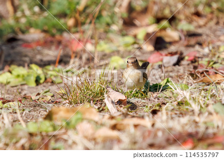 A Western Flycatcher (Family: Flycatchers) with a cute tail searching for food. Saitama Prefecture, Japan. Photographed in winter 2023. A Western Flycatcher (Family: Flycatchers) with a cute tail searching for food. Saitama Prefecture, Japan. Photographed in winter 2023. 114535797
