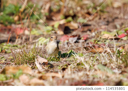 A Western Flycatcher (Family: Flycatchers) with a cute tail searching for food. Saitama Prefecture, Japan. Photographed in winter 2023. 114535801