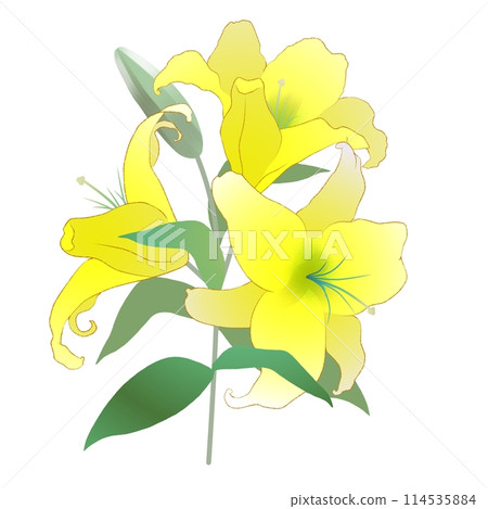 Yellow lily 114535884