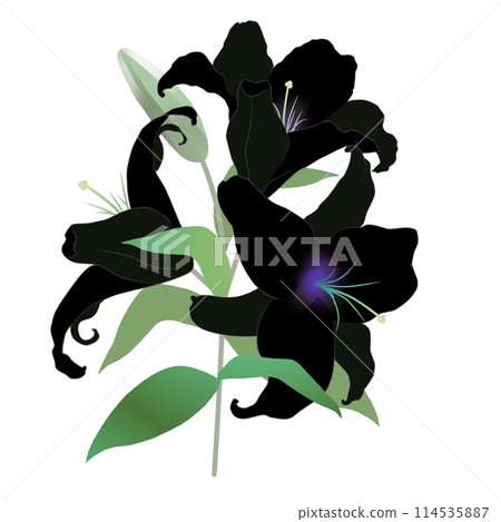 Black lily Black lily 114535887