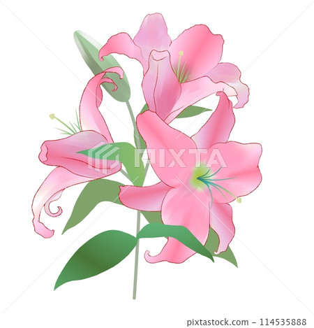 Lily of pink color 114535888