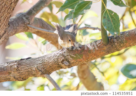 西部白鶲(Flycatidae)有一條可愛的尾巴,拍動翅膀就會彈出。位於日本埼玉縣。拍攝於 2023 年冬季。 西部白鶲(Flycatidae)有一條可愛的尾巴,拍動翅膀就會彈出。位於日本埼玉縣。拍攝於 2023 年冬季。 114535951