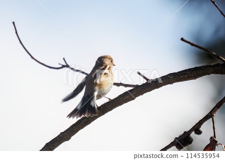 A cute Japanese bush warbler (Family: Flycatchers) with a flapping tail. Photographed in Saitama Prefecture, Japan, in winter 2023. 114535954