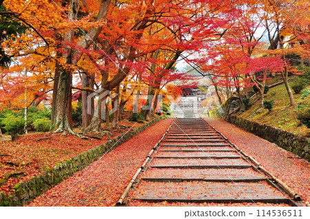 Colorful autumn leaves cover the approach to the Imperial Gate of Bishamon-do Temple in Yamashina, Kyoto City Colorful autumn leaves cover the approach to the Imperial Gate of Bishamon-do Temple in Yamashina, Kyoto City 114536511