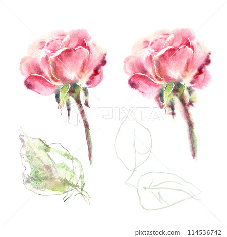 Watercolor set of pink roses with leaves hand painting floral illustration in collection garden flowers. Isolated on white background. Wedding floral design for bouquet, invitation, birthday postcard 114536742