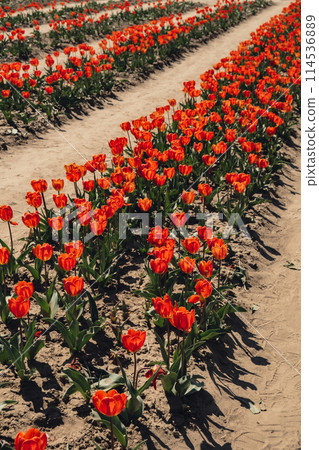 Rows of Tulip flowers blooming in the garden field landscape. Stripped tulips in a row growing in flourish meadow sunny day Keukenhof. Beautiful spring garden with many red tulips outdoors. Blooming 114536889