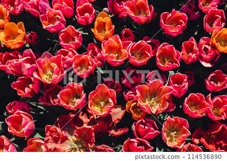 Pink Tulip flowers blooming in the garden field landscape. Beautiful spring garden with many red tulips outdoors. Blooming floral park in sunrise light. Stripped tulips growing in flourish meadow 114536890