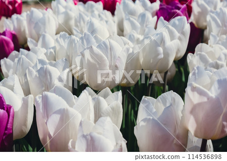 Blooming floral park in sunrise light. Colorful Tulip flowers blooming in the garden field landscape. Beautiful spring garden with many red tulips outdoors. Stripped tulips growing in flourish meadow Blooming floral park in sunrise light. Colorful Tulip flowers blooming in the garden field landscape. Beautiful spring garden with many red tulips outdoors. Stripped tulips growing in flourish meadow 114536898