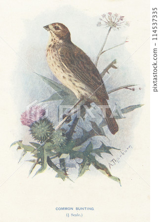 European Bird Encyclopedia: Reed Bunting 114537335