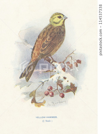 European Bird Guide: Yellow-breasted Bunting 114537338