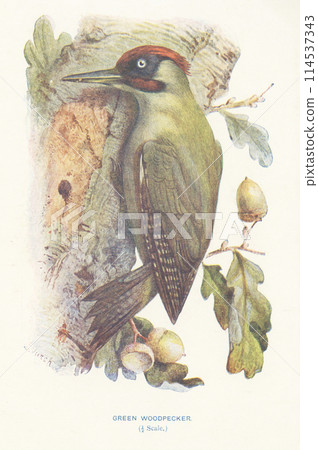 European Bird Encyclopedia: European Green Woodpecker 114537343