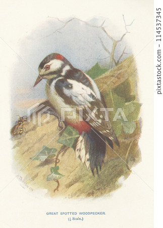 European Bird Encyclopedia: Great Spotted Woodpecker 114537345