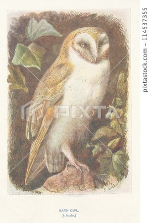 European Bird Encyclopedia: Barn Owl European Bird Encyclopedia: Barn Owl 114537355