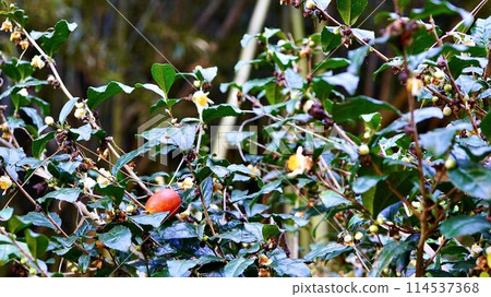 Red-fruited Asian gourd Red-fruited Asian gourd 114537368