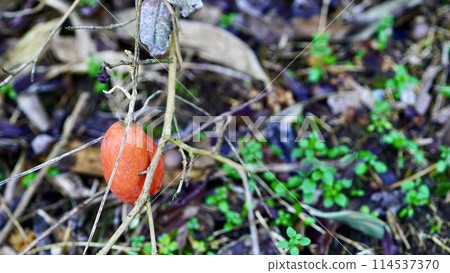 Red-fruited Asian gourd Red-fruited Asian gourd 114537370