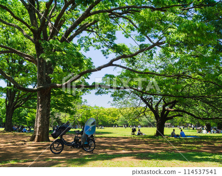 A park with fresh greenery and sunlight filtering through the trees 114537541