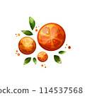 the three juicy bright oranges in flat style the three juicy bright oranges in flat style 114537568