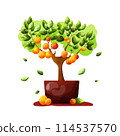 the isolated flat orange tree with many oranges fruit and leaves on the white background the isolated flat orange tree with many oranges fruit and leaves on the white background 114537570
