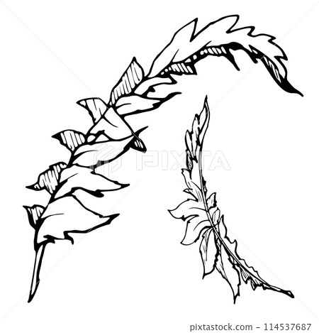 Vector set of elements with hand drawn summer poppy leaves. Isolated on white background. Botanical graphic illustration. Design for invitations, wedding, love or greeting cards, paper, print, textile 114537687