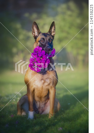 Belgian shepherd malinois dog sitting with bouquet of phlox Belgian shepherd malinois dog sitting with bouquet of phlox 114538225