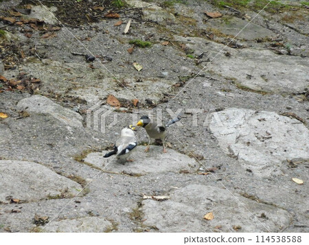 A wild bulbul feeding on nuts that have fallen to the ground A wild bulbul feeding on nuts that have fallen to the ground 114538588