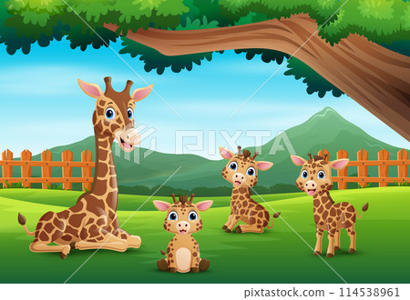 A group of giraffe enjoying in the beautiful nature A group of giraffe enjoying in the beautiful nature 114538961