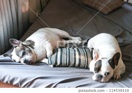 dog or French bulldog or old dog and young french bulldog in the bed 114539310