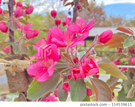 Apple blossom and insects Apple blossom and insects 114539615