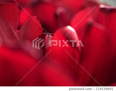 色彩繽紛的紅色鬱金香在五月的花壇上綻放 114539691