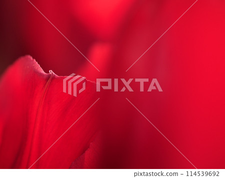 色彩繽紛的紅色鬱金香在五月的花壇上綻放 色彩繽紛的紅色鬱金香在五月的花壇上綻放 114539692