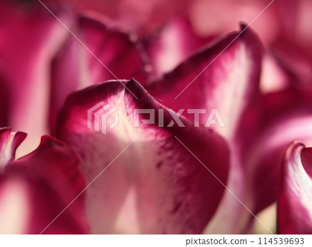 色彩繽紛的紅色鬱金香在五月的花壇上綻放 色彩繽紛的紅色鬱金香在五月的花壇上綻放 114539693