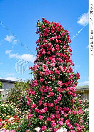 Ise Shrine Rose Garden 114539720