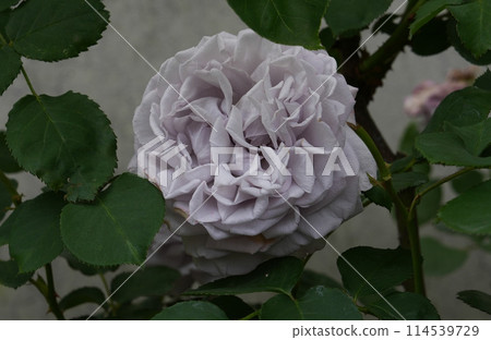 Ise Shrine Rose Garden 114539729