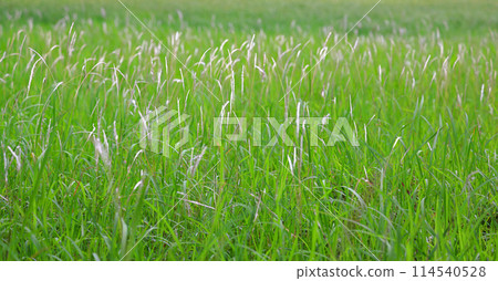 wild grass in Nature, Beautiful wild grass in field with natural light. 114540528