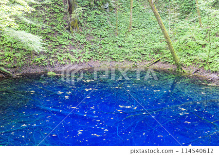 世界遺產白神山地 深浦町青池 114540612