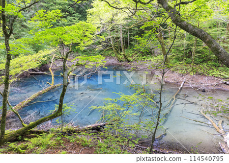 世界遺產白神山地青森縣深浦町鬱坪池（這是青池旁的另一個美麗的池子） 114540795