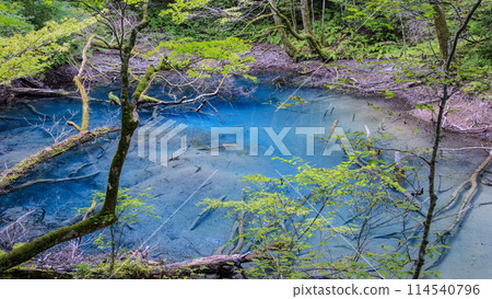 世界遺產白神山地青森縣深浦町鬱坪池（這是青池旁的另一個美麗的池子） 114540796