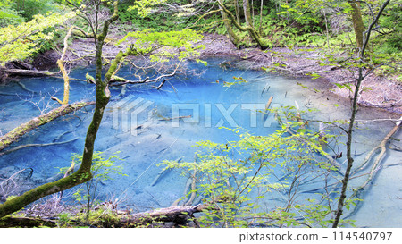 世界遺產白神山地青森縣深浦町鬱坪池（這是青池旁的另一個美麗的池子） 114540797