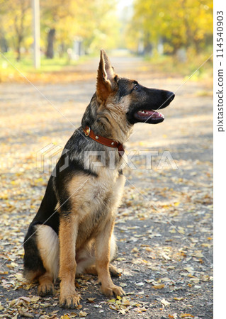 German Shepherd on the track in the autumn park. German Shepherd on the track in the autumn park. 114540903